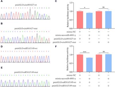 Unraveling the modulatory manner and function of circRNAs in the Asian honey bee larval guts